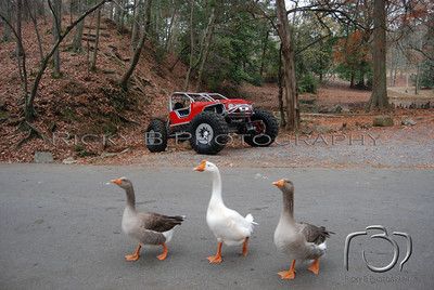 duck's in a row.jpg
