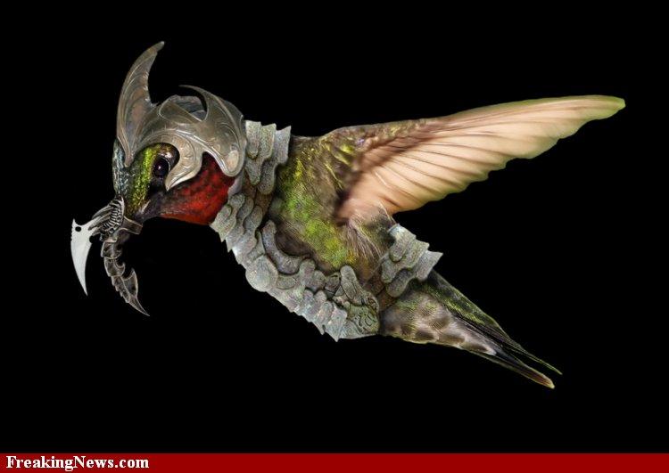 Hummingbird-Armor--56679.jpg