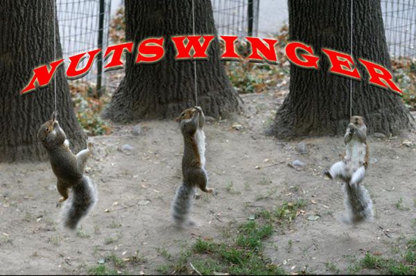nutswinger.jpg