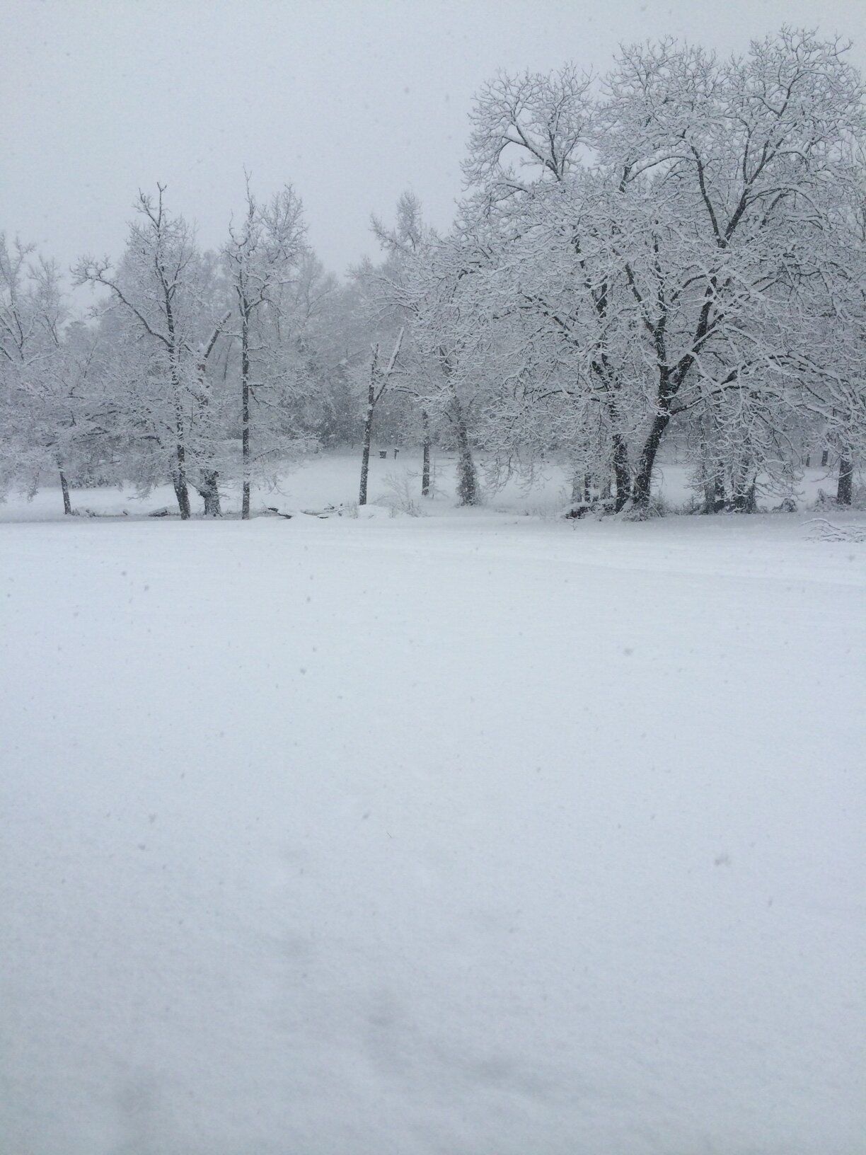 yard snow.JPG